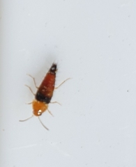 Tachyporus obtusus