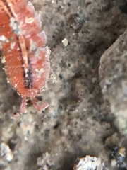 Androniscus dentiger