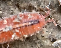 Androniscus dentiger