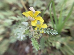 Tribulus cistoides