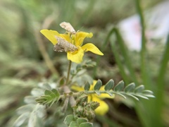 Tribulus cistoides