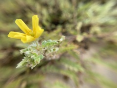 Tribulus cistoides