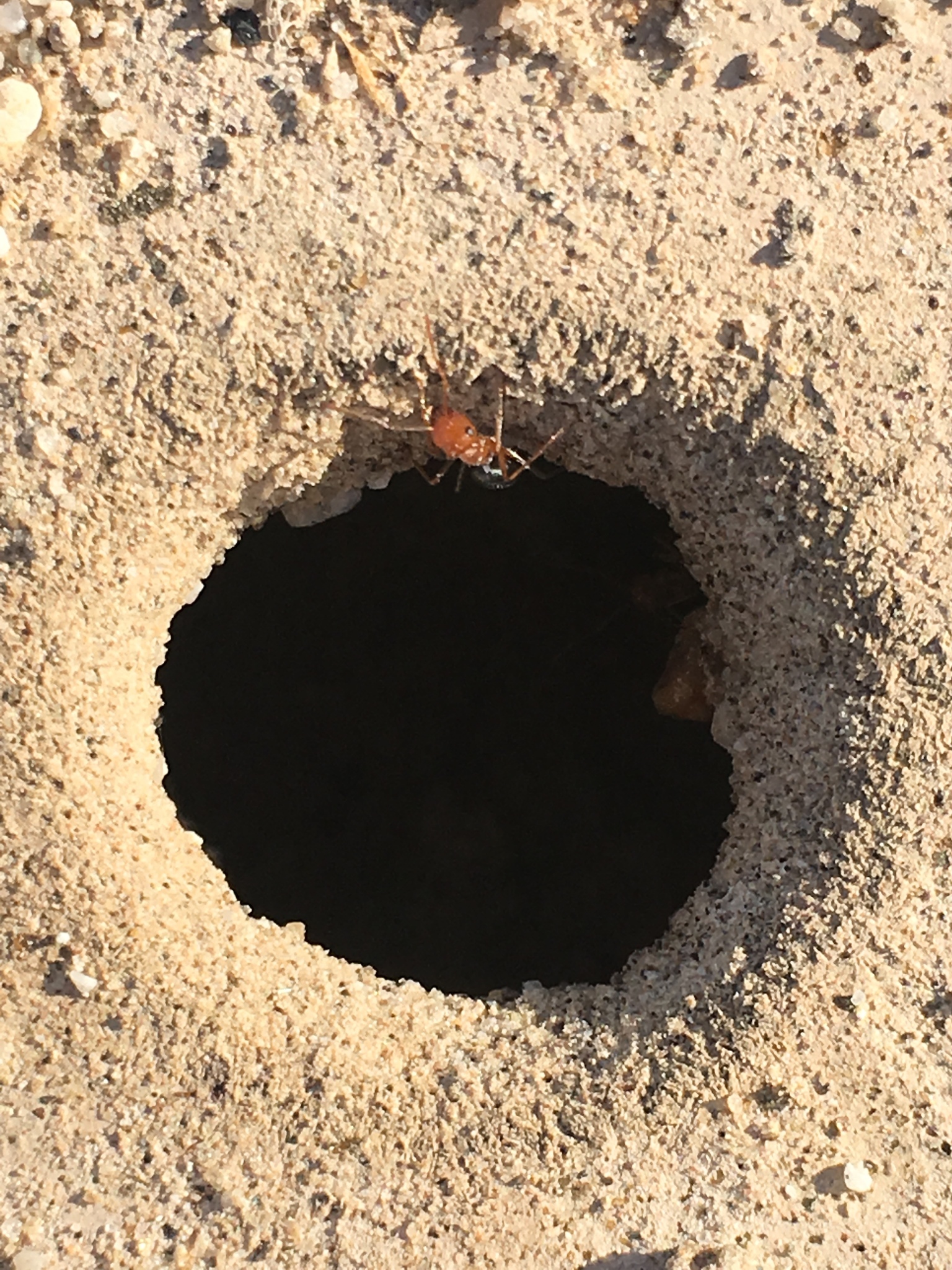 Myrmecocystus flaviceps