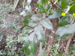 Smelophyllum capense