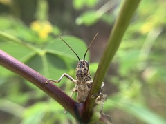 Schistocerca literosa