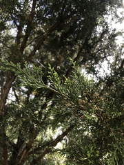 Juniperus virginiana