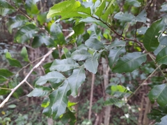 Smelophyllum capense