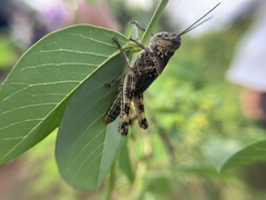 Schistocerca literosa
