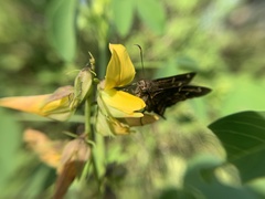 Thorybes dorantes galapagensis