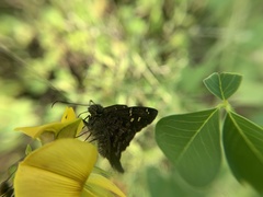 Thorybes dorantes galapagensis