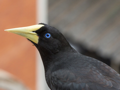 Psarocolius decumanus