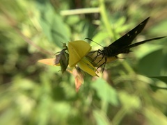 Thorybes dorantes galapagensis