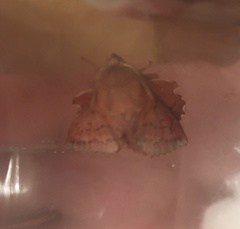 Phyllodesma joannisi