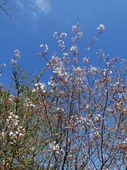 Amelanchier × lamarckii