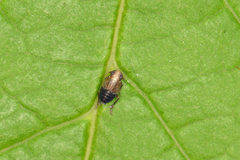 Kosswigianella spinosa