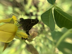 Thorybes dorantes galapagensis