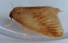 Tortricidia testacea