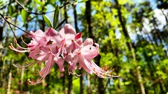 Rhododendron flammeum