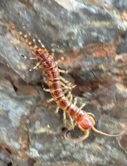 Lithobius variegatus