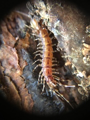 Lithobius variegatus