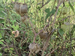 Physalis galapagoensis
