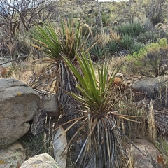 Yucca schidigera