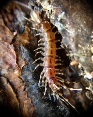Lithobius variegatus