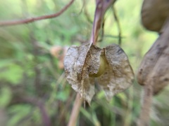 Physalis galapagoensis