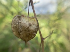 Physalis galapagoensis