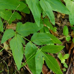 Angelica californica