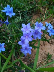 Glandora prostrata