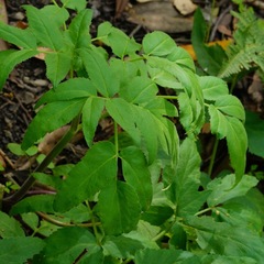 Angelica californica
