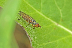 Dorycera graminum