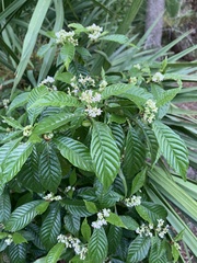 Psychotria nervosa