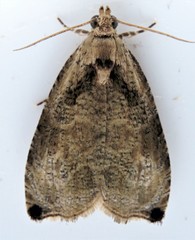 Olethreutes exoletum