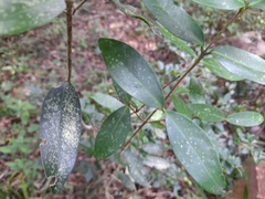 Chionanthus foveolatus