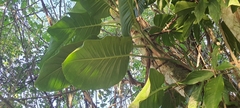 Epipremnum