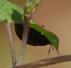 Chelymorpha cribraria