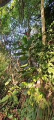 Epipremnum