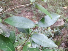 Chionanthus foveolatus