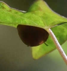 Chelymorpha cribraria