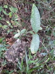 Chionanthus foveolatus