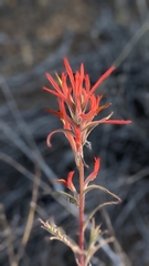Castilleja subinclusa