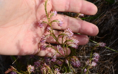 Erica innovans