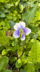 Viola sororia