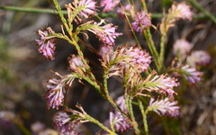 Erica innovans