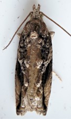 Proteoteras crescentana