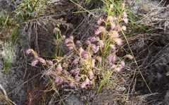 Erica innovans