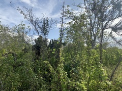 Scutia spicata pauciflora