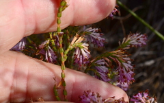 Erica innovans